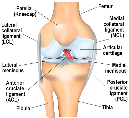 Anterior Cruciate Ligament - ACL Surgery