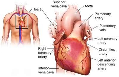 Heart Transplant - Image 2