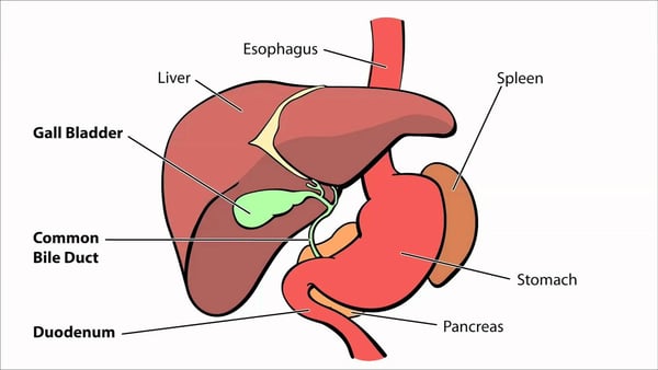Kasai Procedure - Image 2