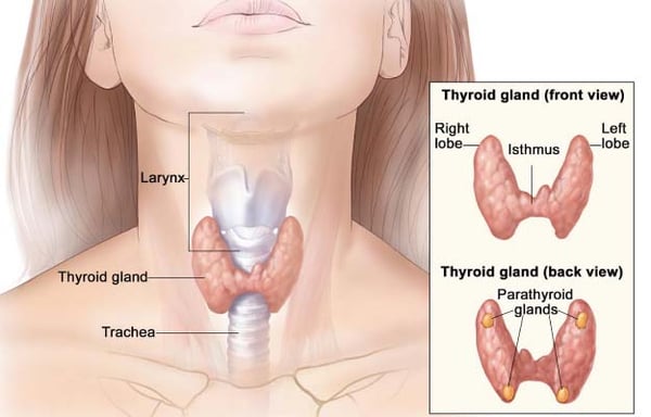 Thyroidectomy