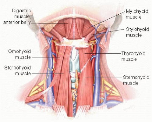 Thyroidectomy - Image 3